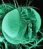 SEM of the head of a housefly