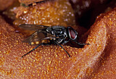 The housefly,Musca domestica,on rotten fruit