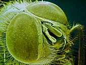 F/col SEM of the head of a housefly,Musca