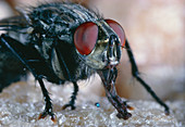 Gray flesh fly,Sarcophaga carnaria,feeding