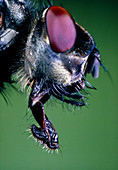 Head of the gray flesh fly,Sarcophaga carnaria