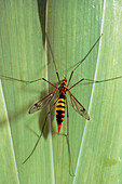 Yellow crane fly,Pachyrhina crocata,on leaves