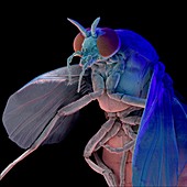 Coloured SEM of a Black Fly,Simulium sp