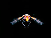 Hover fly,Volucella sp.,in flight