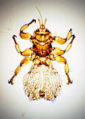 LM of a sheep ked,Melophagus ovinus