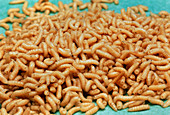 Medical maggots on surgical cloth