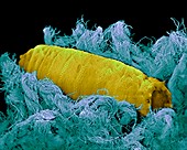 Blowfly maggot pupa,SEM