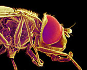 Hover fly,SEM