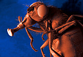 Bluebottle fly,SEM