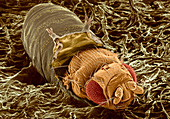 Adult fruit fly hatching,SEM