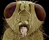 Yellow dung fly head,SEM