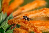 Stable fly on a leonotis flower