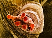 Breathing tube on a fruit fly's pupa,SEM