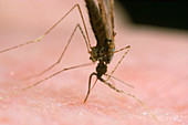 Malaria mosquito biting human skin