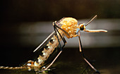 Macro-photo of a newly emerged female mosquito