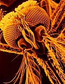 False-colour SEM of head of male mosquito