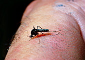 Mosquito feeding on human finger