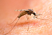 Mosquito on human skin,ready to bite