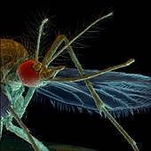 Colour SEM of head of the mosquito,Aedes aegypti