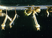 Mosquito larvae just beneath the water surface
