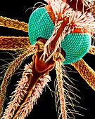 Colour SEM of a female malaria mosquito's head