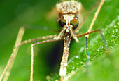 Macrophoto of malaria mosquito,Anopheles gambiae