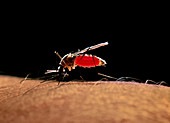 Mosquito,Culex pipiens,feeding on human blood