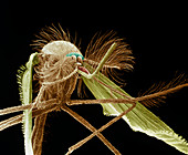 SEM of male mosquito