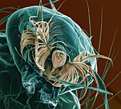 Mosquito larva head