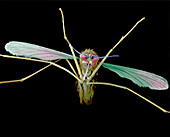 Anopheles mosquito