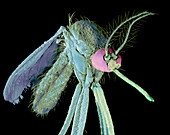 Northern house mosquito,SEM