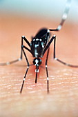 Asian tiger mosquito