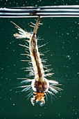 Northern house mosquito larva