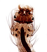 Mosquito larva,light micrograph