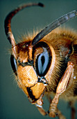 Macrophoto of the head of a hornet