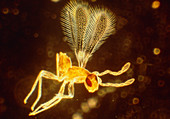 Photomicrograph of an unidentified fairy fly