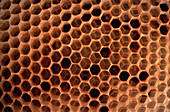 Chambers in a naturally formed honeycomb