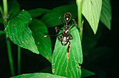 Giant ant from Peru,Paraponera sp