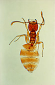 Light micrograph of an ant