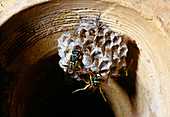 Newly -formed nest of the wasp,'Polistes gallicus