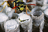 Wasp helping worker to hatch
