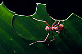 Leaf cutter ant,Atta cephalotes