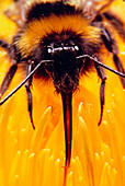 Bumble bee feeding on a yellow flower,x2.1