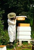 Beekeeper removing a super frame from the hive