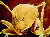 F/col SEM of the head of the ant,Formica fusca