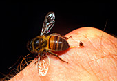 Honeybee,Apis mellifera,stinging a human finger