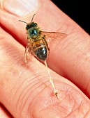 Honeybee stinging a finger