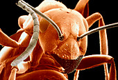 Coloured SEM of the head of Heathland ant