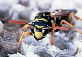 New adult wasp in nest of Polistes sp