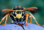 Adult wasp,Polistes sp.,eating fruit